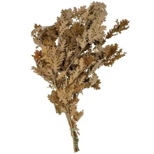 Naturosphère Feuillage De Chêne Brun Stabilisé – 60 à 70 Cm. REMISE allant jusqu. 7