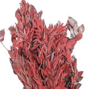 Officielle Naturosphère Quercus Ilex Rouge Stabilisé – 90 Cm. 10
